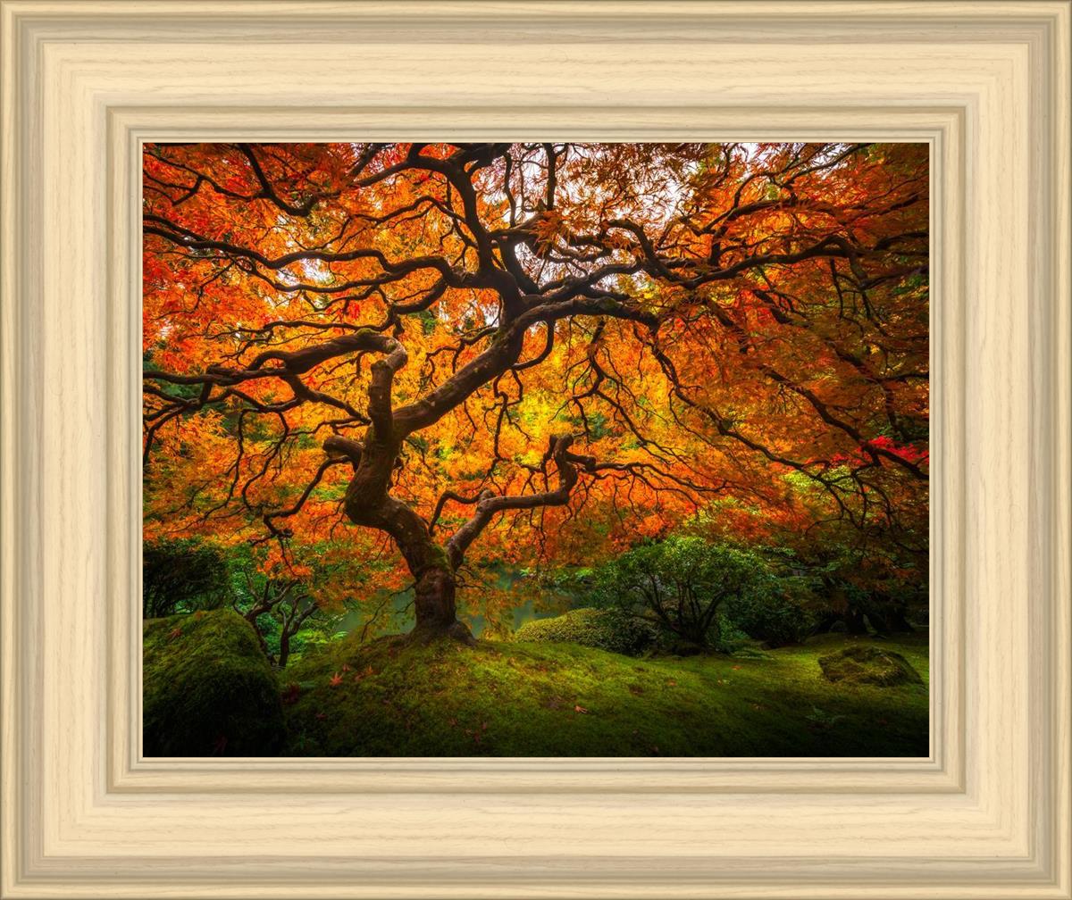 Tree of Perspective