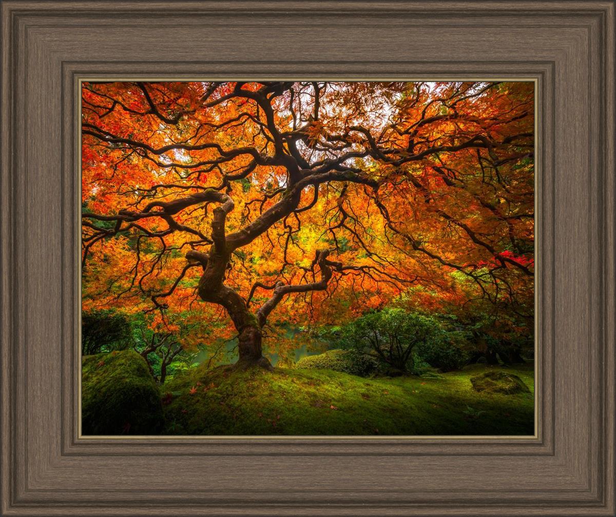 Tree of Perspective