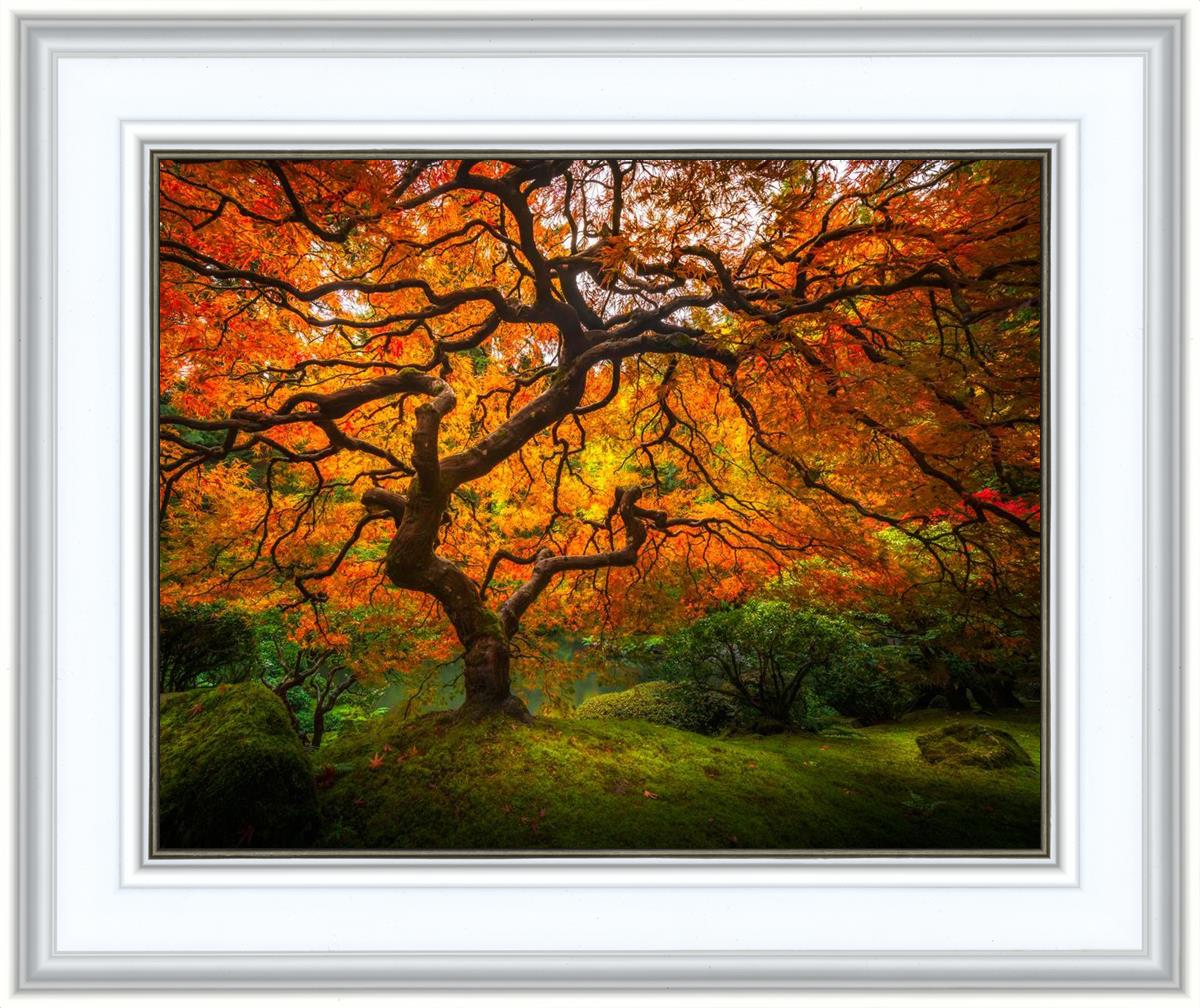 Tree of Perspective