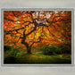 Tree of Perspective