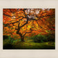 Tree of Perspective