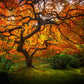 Tree of Perspective