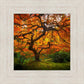 Tree of Perspective