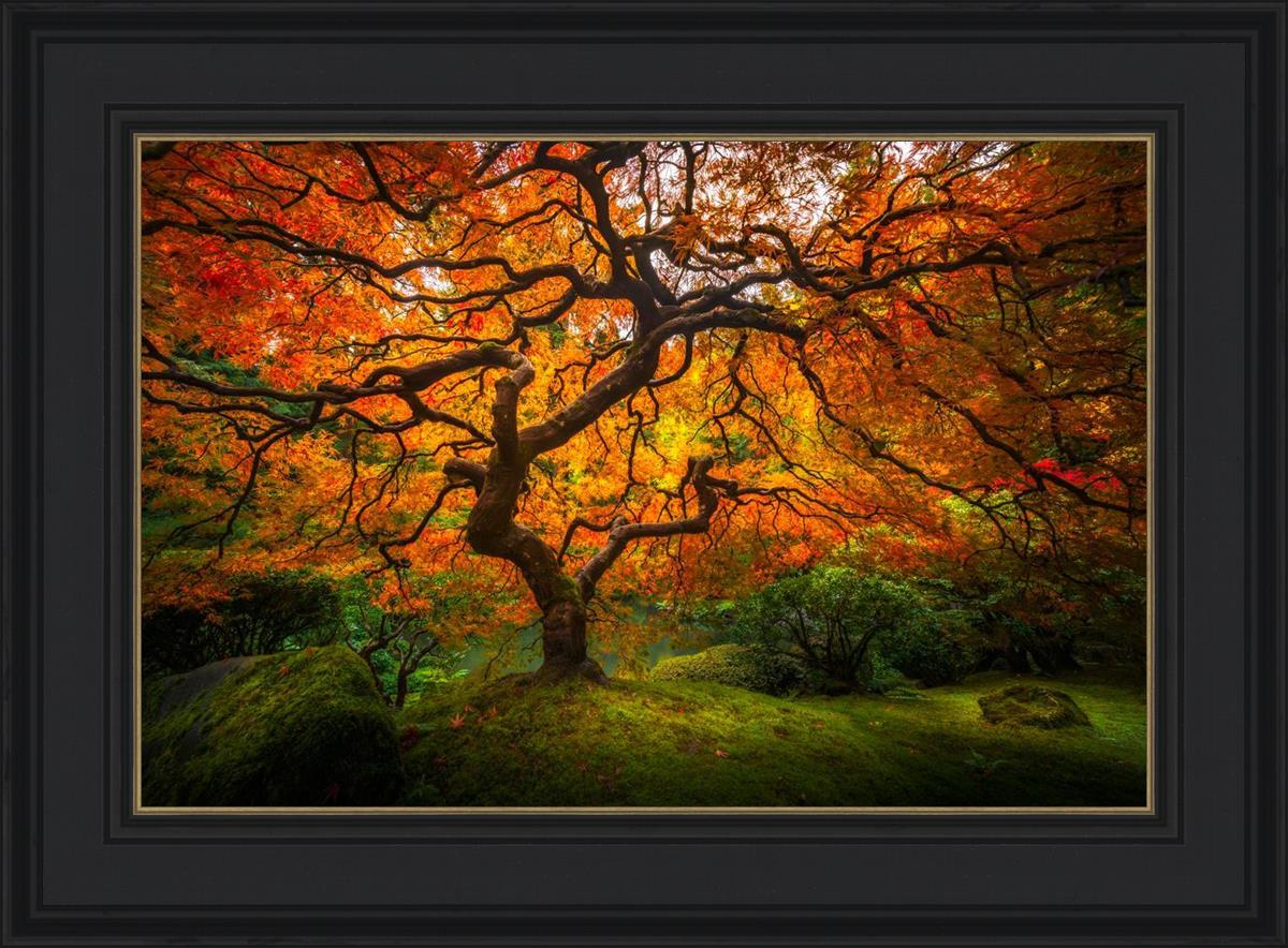 Tree of Perspective