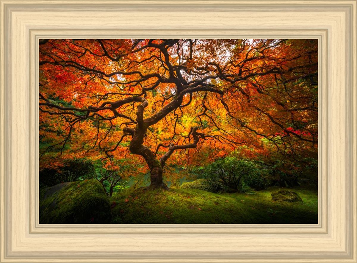 Tree of Perspective
