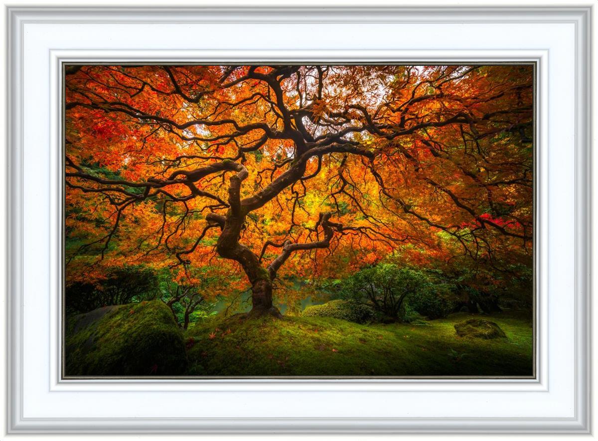 Tree of Perspective