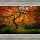 Tree of Perspective