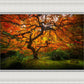 Tree of Perspective