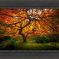 Tree of Perspective