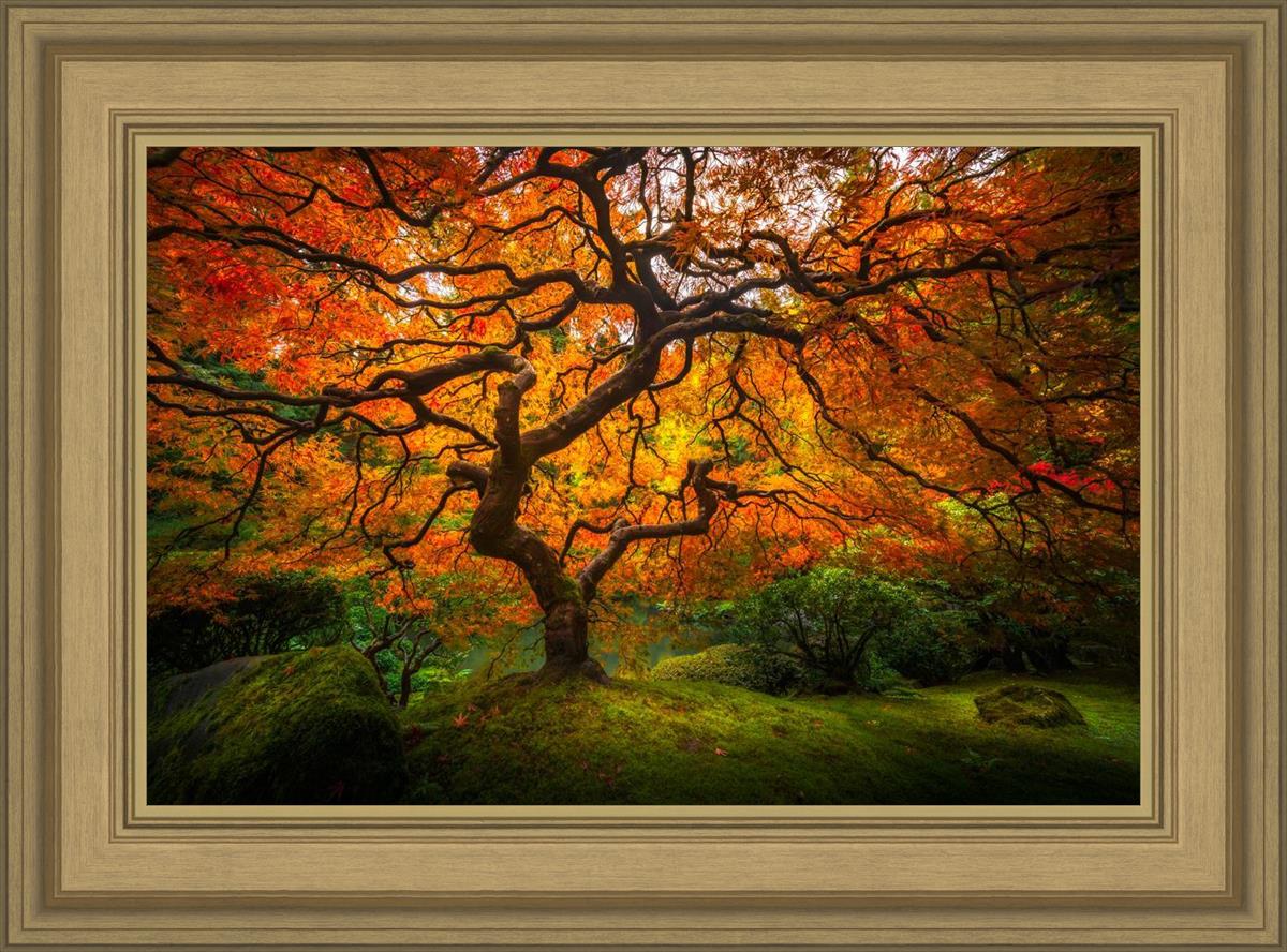Tree of Perspective