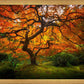 Tree of Perspective