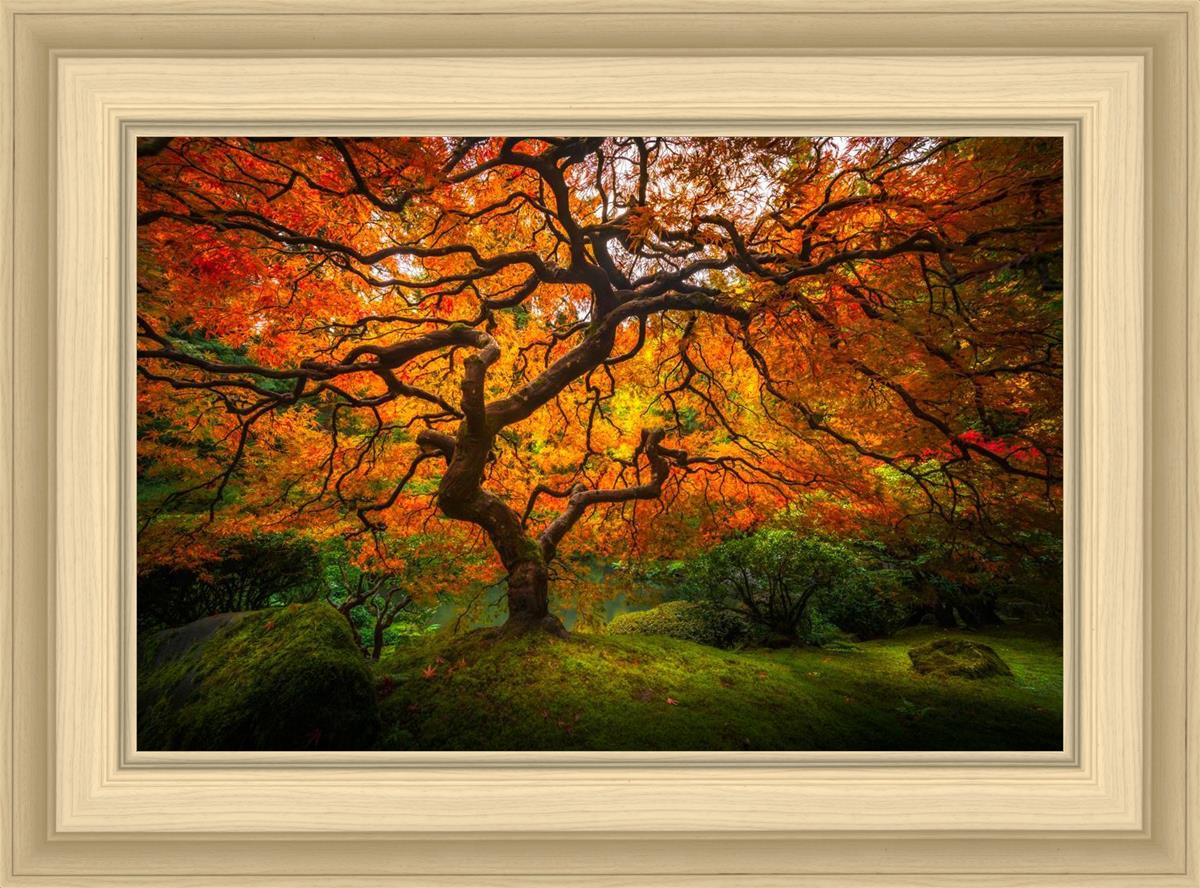 Tree of Perspective