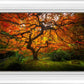Tree of Perspective