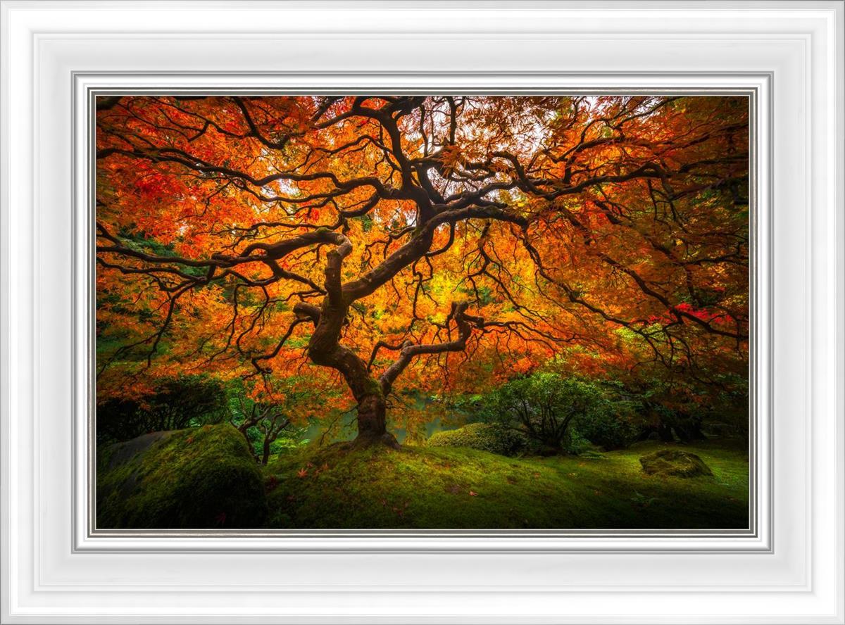 Tree of Perspective