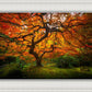 Tree of Perspective
