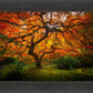 Tree of Perspective