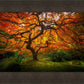 Tree of Perspective