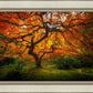Tree of Perspective