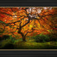 Tree of Perspective