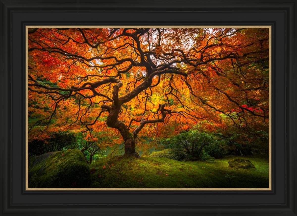 Tree of Perspective