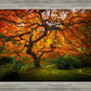 Tree of Perspective