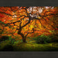 Tree of Perspective