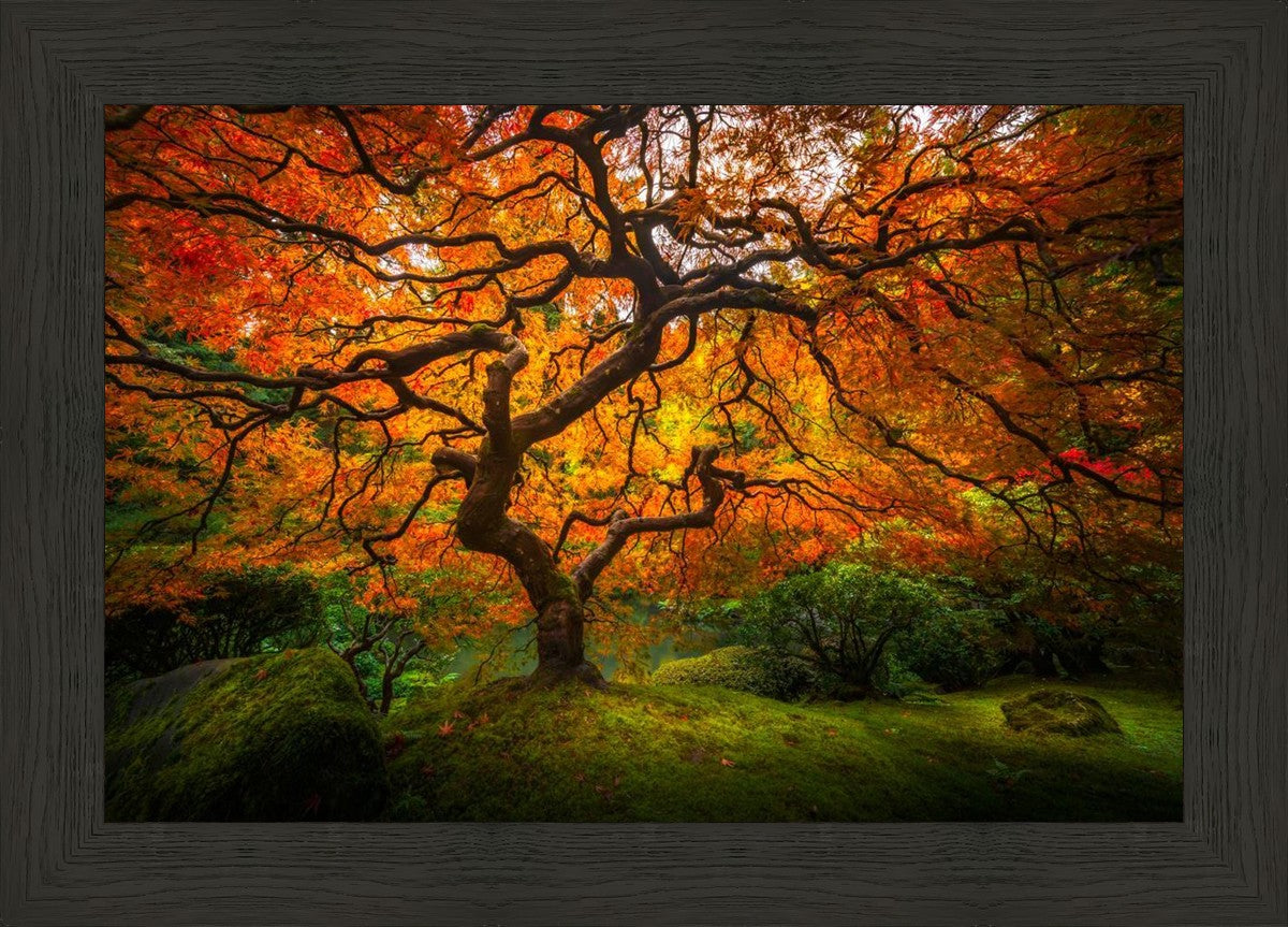 Tree of Perspective