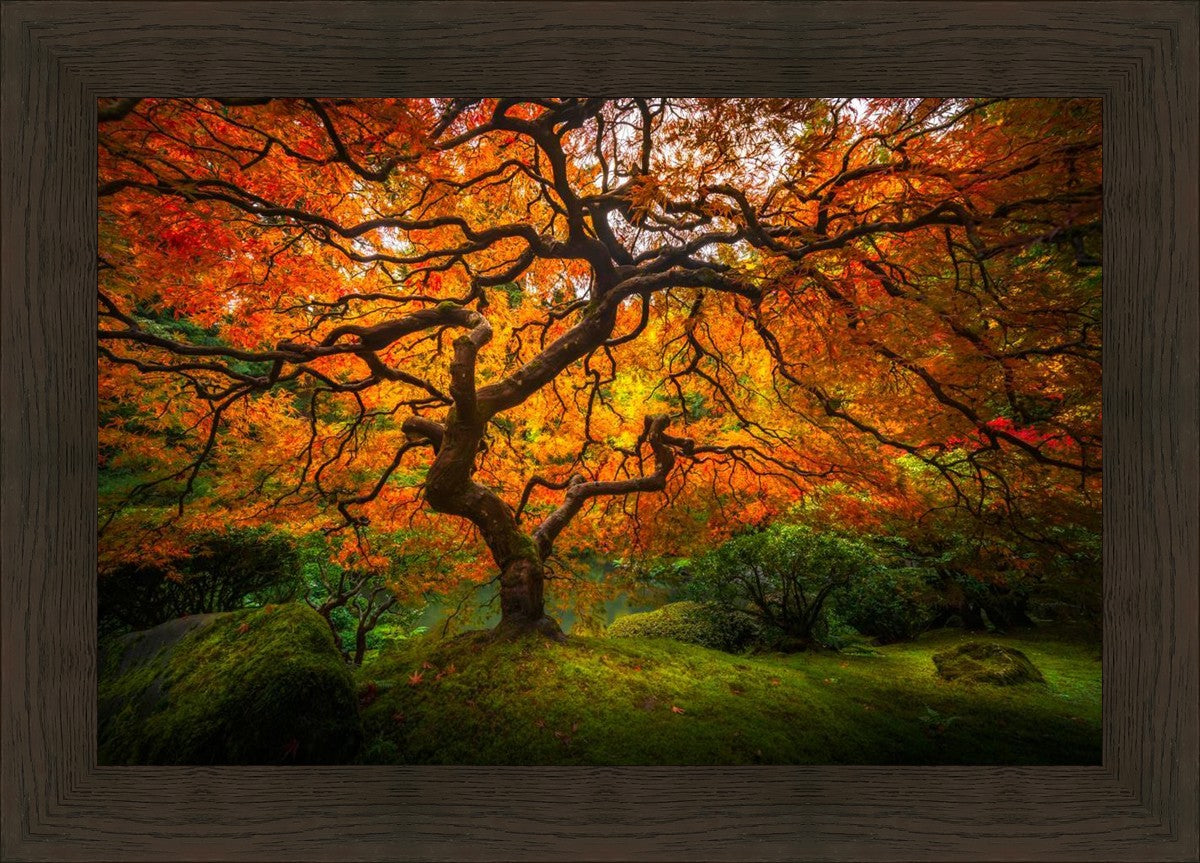 Tree of Perspective