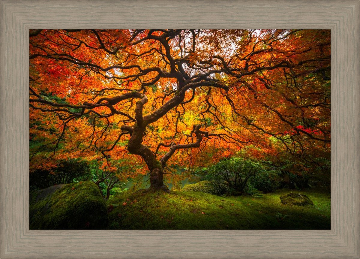 Tree of Perspective