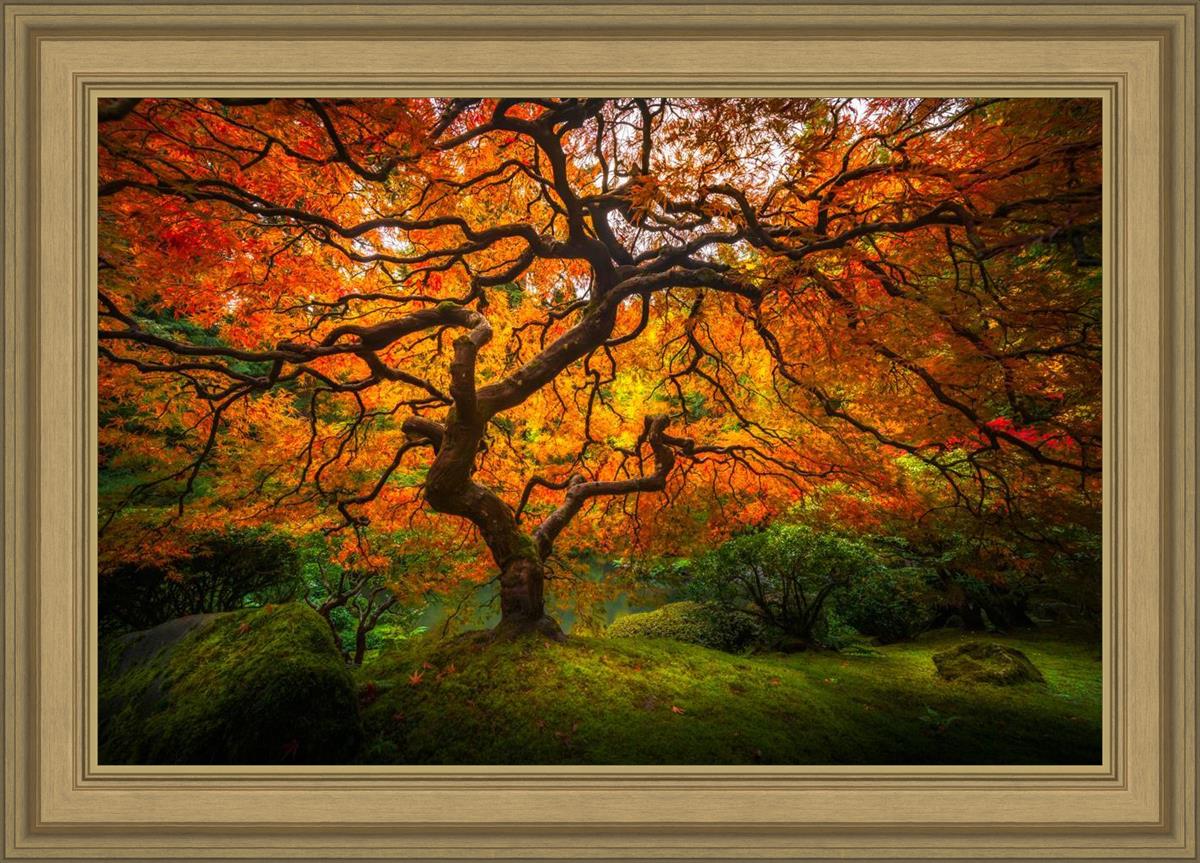 Tree of Perspective