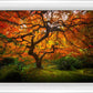 Tree of Perspective