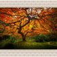 Tree of Perspective
