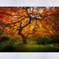 Tree of Perspective