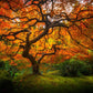 Tree of Perspective