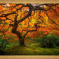 Tree of Perspective