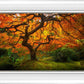 Tree of Perspective