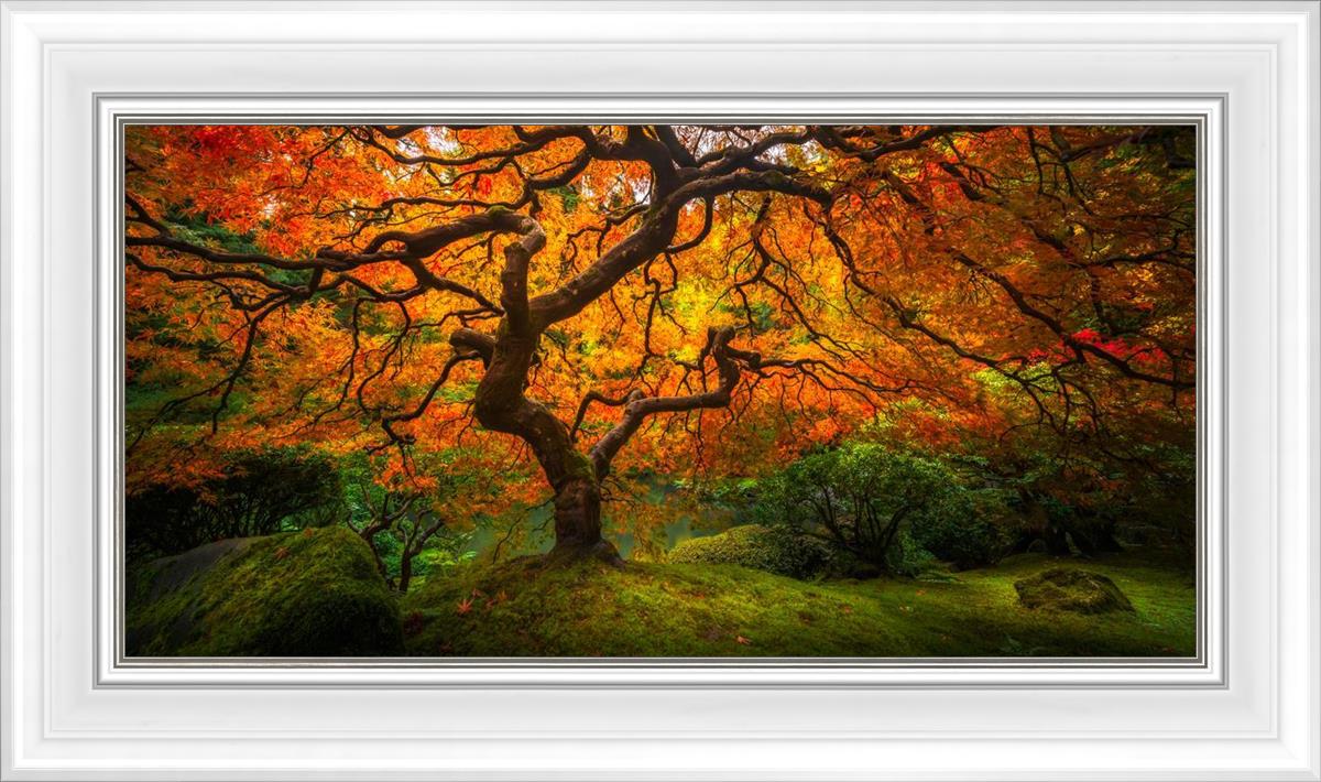 Tree of Perspective