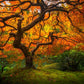 Tree of Perspective