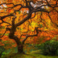 Tree of Perspective Vertical