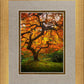Tree of Perspective Vertical