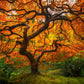 Tree of Perspective Vertical
