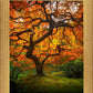 Tree of Perspective Vertical
