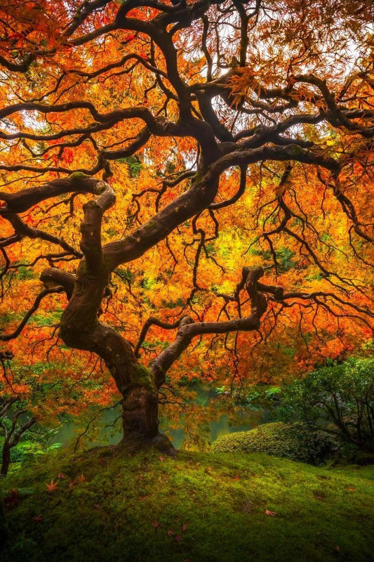 Tree of Perspective Vertical Gallery Wrap