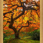 Tree of Perspective Vertical