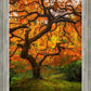 Tree of Perspective Vertical