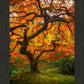 Tree of Perspective Vertical
