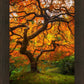 Tree of Perspective Vertical