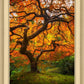 Tree of Perspective Vertical