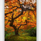 Tree of Perspective Vertical