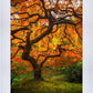 Tree of Perspective Vertical